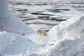 Virus giganti trovati per la prima volta nei ghiacci dell’Artico