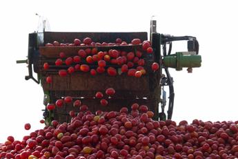 Pomodoro basilico 