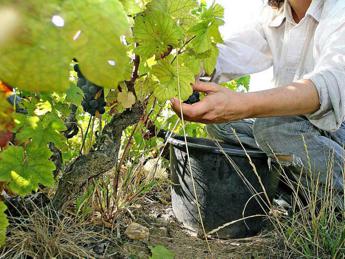 Servizio civile agricolo, oggi esce il bando: quali sono le prime informazioni