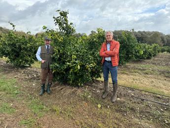 Agroalimentare, Op Armonia, da Salerno arriva unica varietà italiana di clementina tardiva