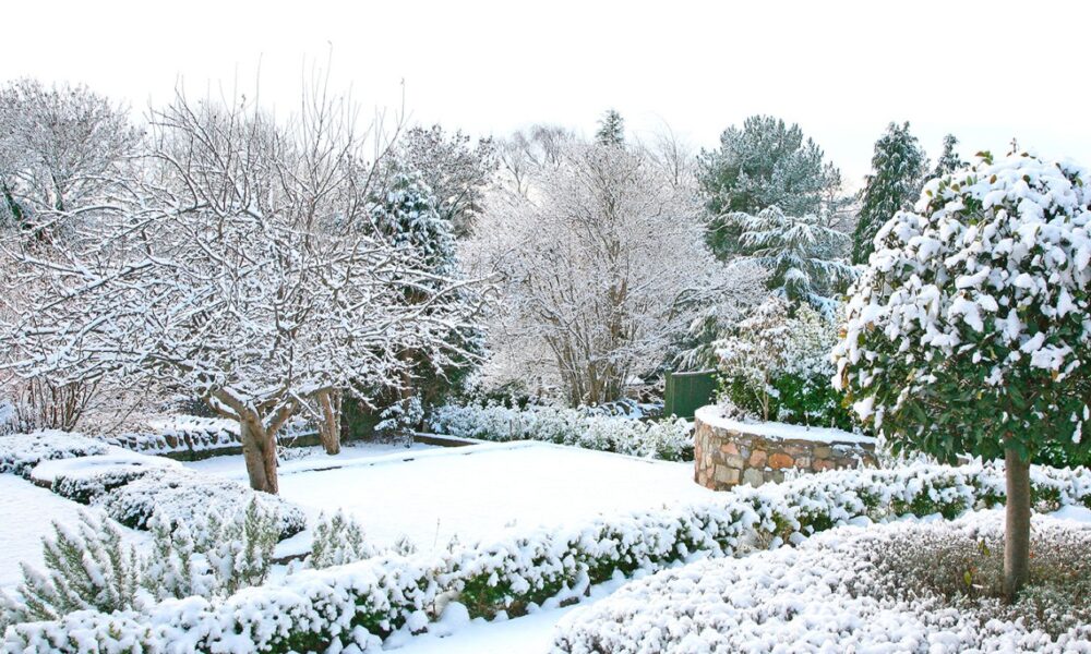 Un giardino invernale che sorprende: la bellezza nascosta del freddo