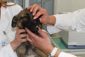 A Roma nascerà il primo ospedale veterinario pubblico d’Italia