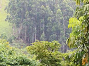 Record per la sostenibilità forestale, oltre 1 milione di ettari certificati Pefc  